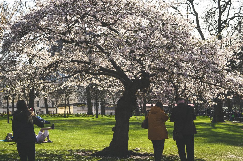 Londons Hyde Park im Frühling mit blühenden Bäumen, Menschen, die einen baumgesäumten Weg entlanggehen, die Stadtsilhouette dahinter