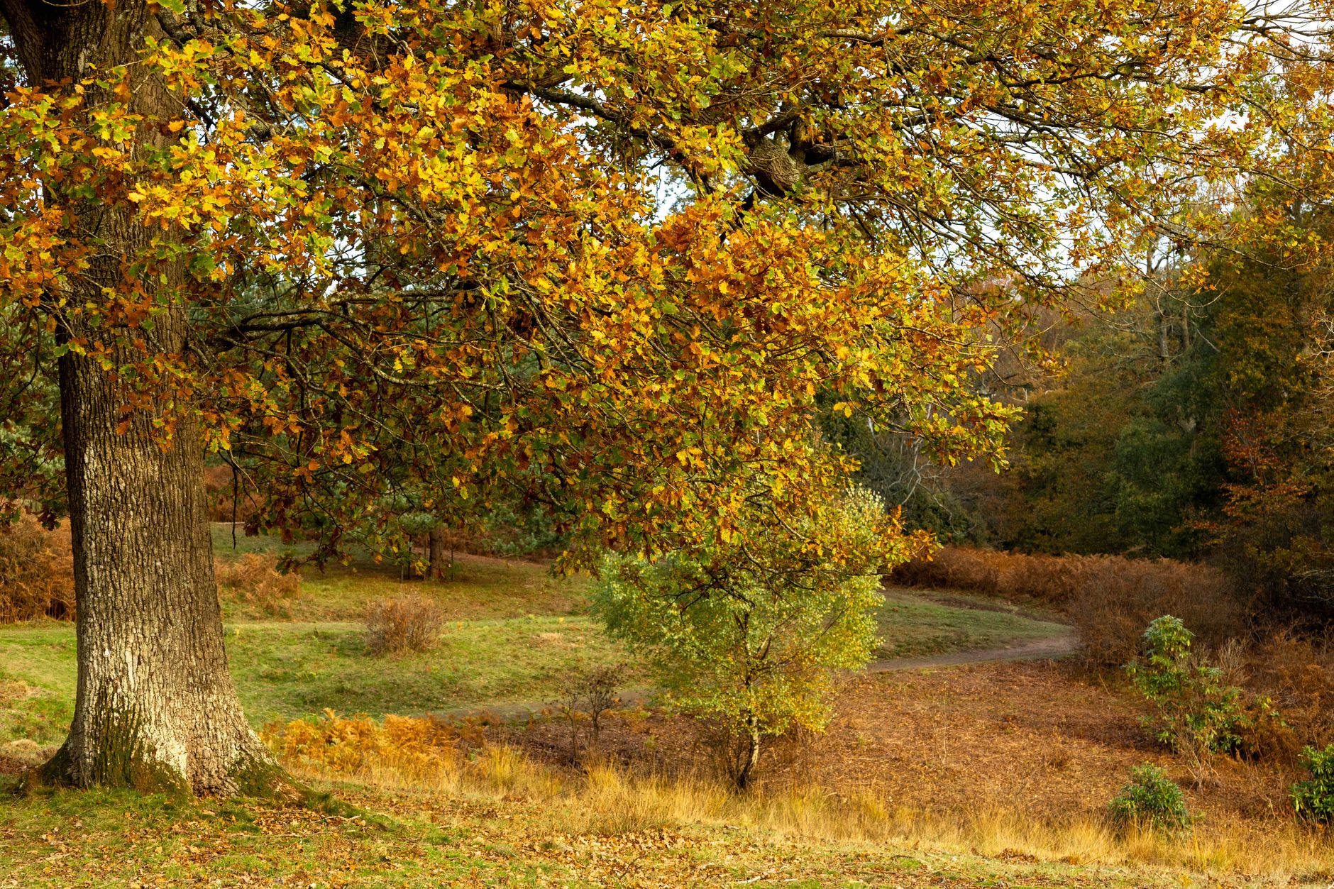 Golden autumn leaves along a woodland path in the UK during October